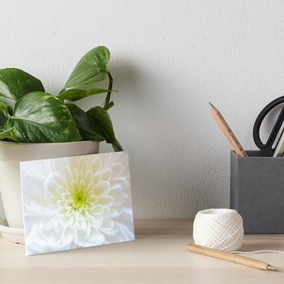 Delicate White Flower