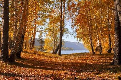 Path Through Fall Foliage