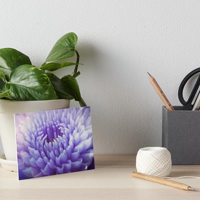 Purple Dahlia