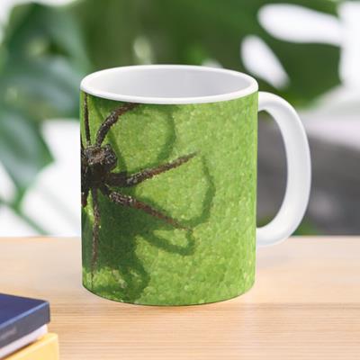 Spider Chilling on Leaves