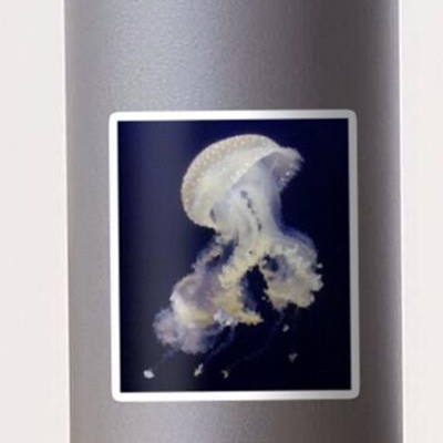 Swirling Jellyfish
