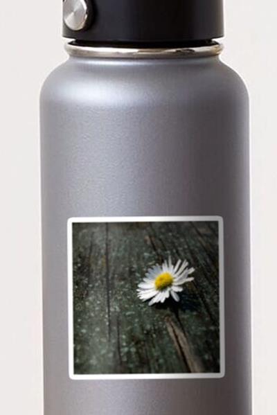 White Daisy on Wood Deck
