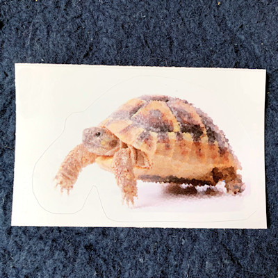 Cute Tortoise Walking
